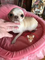 Tiny Marshmellow  , a male Chihuahua for sale in Tracy, CA – 7 of 8