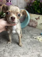 Sarah -Regular  toy size , a female Chihuahua for sale in Tracy, CA – 3 of 5