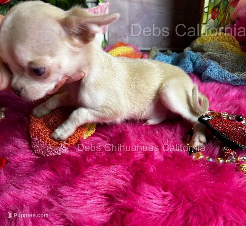 Tiny SPARROW  – Chihuahua puppy on hold in Tracy, CA