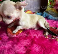 Tiny SPARROW , a male Chihuahua for sale in Tracy, CA – 4 of 7