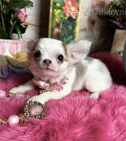 Little Longcoat SOPHIE , a female Chihuahua for sale in Tracy, CA – 7 of 9
