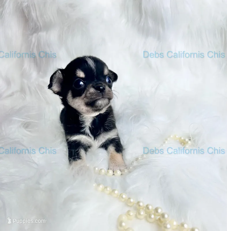 Deb’s California  LC Tiny PEPE LE PEW – Chihuahua puppy for sale in Tracy, CA