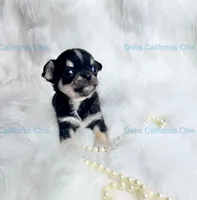  Longcoat Tiny PEPE LE PEW, a male Chihuahua for sale in Tracy, CA – 2 of 5