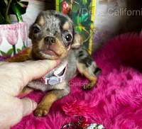 Tiny Cupcake , a female Chihuahua for sale in Tracy, CA – 2 of 8