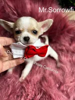 Tiny Mr. SORROWFUL  see video, a male Chihuahua for sale in Tracy, CA – 3 of 5