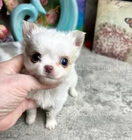 Tiny POWDER, a male Chihuahua for sale in Tracy, CA – 3 of 6