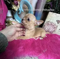 Deb’s Ca RED  BUTTON, a male Chihuahua for sale in Tracy, CA – 5 of 7