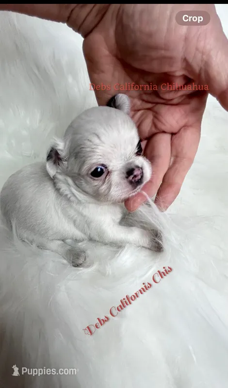 Longcoat little BETTY BOOP – Chihuahua puppy for sale in Tracy, CA