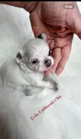 Longcoat little BETTY BOOP, a female Chihuahua for sale in Tracy, CA – 1 of 3