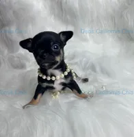 Debs Calif Chi’s VADER, a male Chihuahua for sale in Tracy, CA – 2 of 4