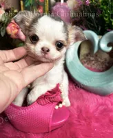 Stunning BEAUTY, a female Chihuahua for sale in Tracy, CA – 3 of 7