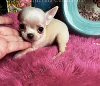 Tiny OHLALA , a male Chihuahua for sale in Tracy, CA – 3 of 4