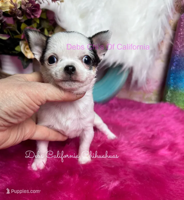  Tiny  LOLA – Chihuahua puppy for sale in Tracy, CA