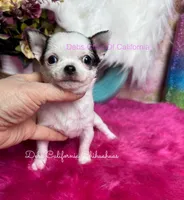  Tiny  LOLA, a female Chihuahua for sale in Tracy, CA – 1 of 3