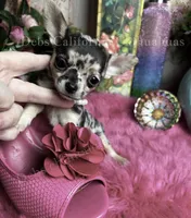 Tiny TIGER LILY see Video, a female Chihuahua for sale in Tracy, CA – 7 of 8
