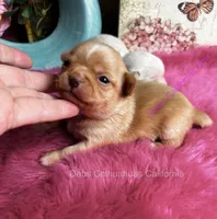 Dollface Teddy Ruxpin + Parents Pics, a male Chihuahua for sale in Tracy, CA – 2 of 8