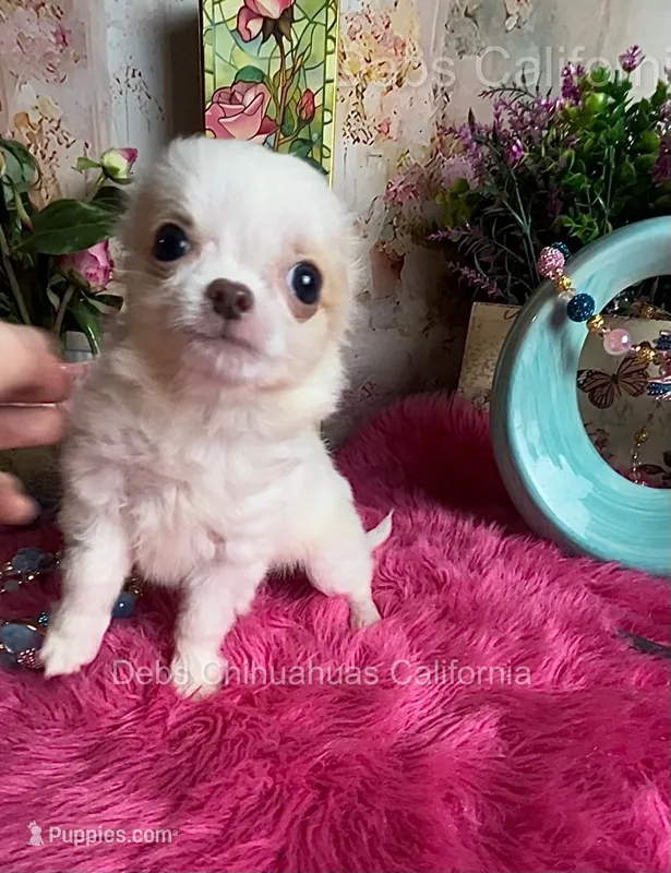 TINY PIKACHU – Chihuahua puppy for sale in Tracy, CA