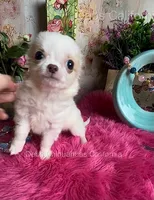 TINY PIKACHU, a male Chihuahua for sale in Tracy, CA – 2 of 6