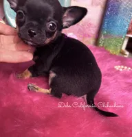 Tiny PEPSI aka Oreo, a male Chihuahua for sale in Tracy, CA – 4 of 5