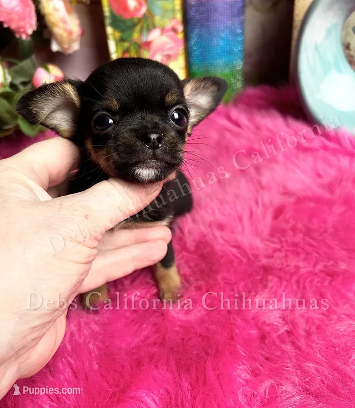 I want a  TACO – Chihuahua puppy for sale in Tracy, CA