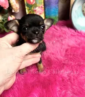 I want a  TACO, a male Chihuahua for sale in Tracy, CA – 1 of 3
