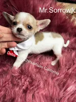 Tiny BUTTON - See Video , a male Chihuahua for sale in Tracy, CA – 2 of 5