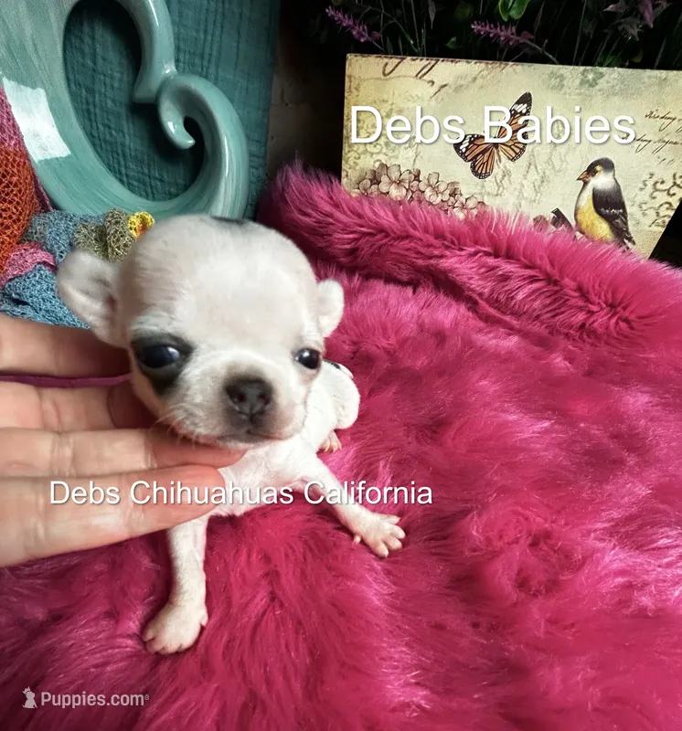 Teensy Monroe  – Chihuahua puppy for sale in Tracy, CA