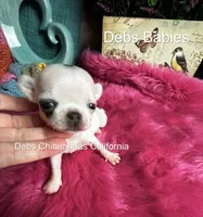 Teensy Monroe , a female Chihuahua for sale in Tracy, CA – 1 of 4