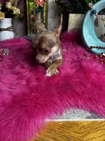 Little COCO , a female Chihuahua for sale in Tracy, CA – 7 of 7
