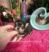 Tiny GREMLIN , a male Chihuahua for sale in Tracy, CA – 4 of 4