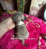 Rolex - Parents & past sibling pix, a  Chihuahua for sale in Tracy, CA – 2 of 7