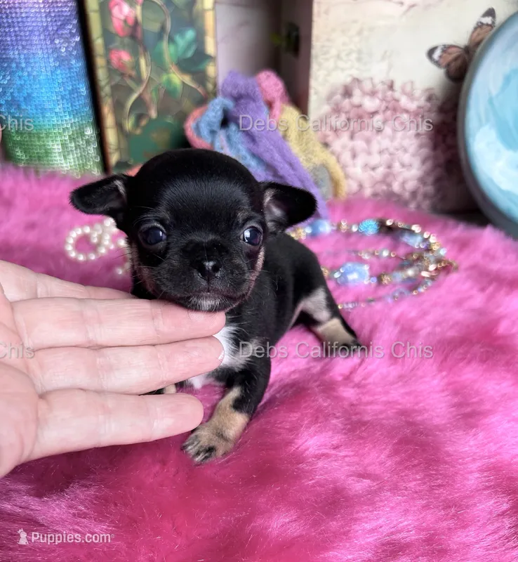 Debs California Chi’s Tiny BATMAN – Chihuahua puppy for sale in Tracy, CA