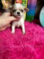 Serious Sam, a male Chihuahua for sale in Tracy, CA – 2 of 4