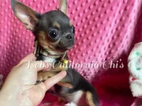 Tiny Marshmellow  , a male Chihuahua for sale in Tracy, CA – 5 of 8