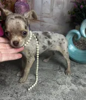 Sarah Plain & Tall See Video, a male Chihuahua for sale in Tracy, CA – 2 of 5