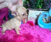 Little TEDDY RUXPIN, a male Chihuahua for sale in Tracy, CA – 2 of 4
