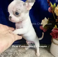 FROSTY - Pics parents& past sibling , a male Chihuahua for sale in Tracy, CA – 7 of 7