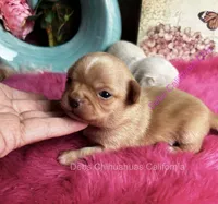 Dollface Teddy Ruxpin + Parents Pics, a male Chihuahua for sale in Tracy, CA – 3 of 8