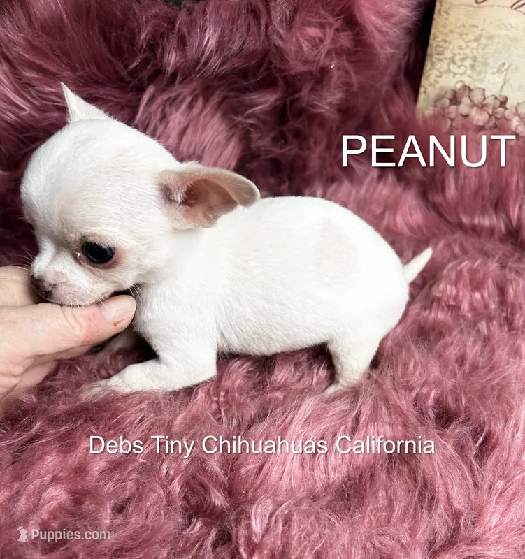 PEANUT See Video – Chihuahua puppy for sale in Tracy, CA