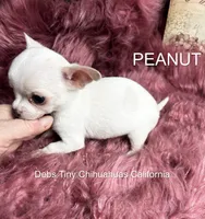 PEANUT See Video, a female Chihuahua for sale in Tracy, CA – 5 of 5