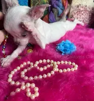 DEB’S California Chis  Little CASPER- 3 Videos! , a male Chihuahua for sale in Tracy, CA – 6 of 10