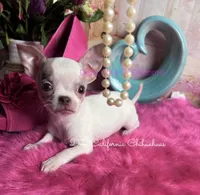 Little CASPER- 2 Videos! , a male Chihuahua for sale in Tracy, CA – 4 of 8