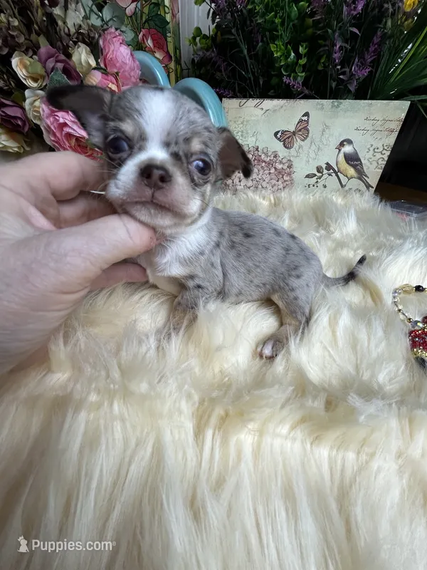 Dollface ROLEX - Pics Parents & 2025 sibling – Chihuahua puppy for sale in Tracy, CA