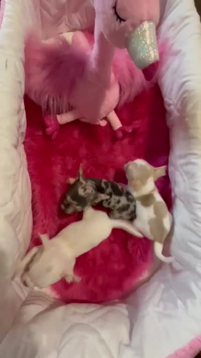 Little BUTTON see video, a male Chihuahua for sale in Tracy, CA – 5 of 5