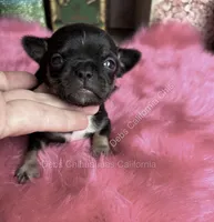 Debs California Chi’s Tiny COLE, a male Chihuahua for sale in Tracy, CA – 2 of 5