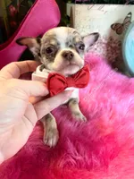 DEBS CALIF CHIS little PICASSO - Videos!, a male Chihuahua for sale in Tracy, CA – 7 of 9