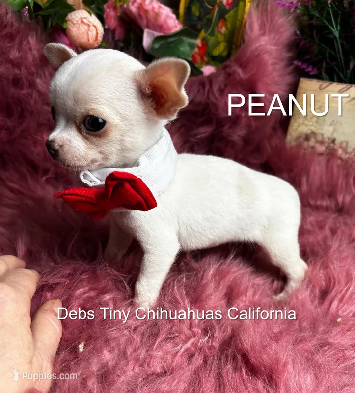 Tiny PEANUT See Video – Chihuahua puppy for sale in Tracy, CA