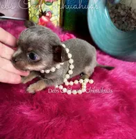 XTiny  Lilac Lou, a male Chihuahua for sale in Tracy, CA – Photo 3 of 7