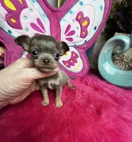Tiny  Lilac Lou, a male Chihuahua for sale in Tracy, CA – Photo 6 of 7