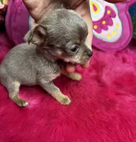 Tiny  Lilac Lou, a male Chihuahua for sale in Tracy, CA – Photo 2 of 7